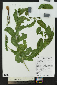 Acourtia wrightii image