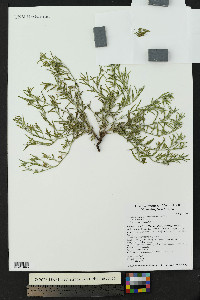 Euploca greggii image