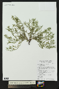 Euploca greggii image