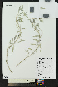 Croton dioicus image