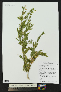 Nicotiana obtusifolia image