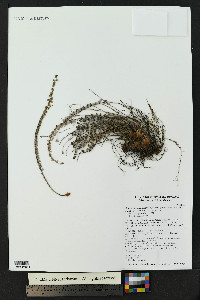 Astrolepis cochisensis image