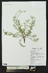 Euploca greggii image