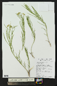 Asclepias subverticillata image