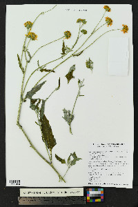 Verbesina encelioides image