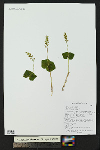 Listera cordata image