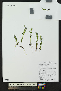 Gentianella amarella subsp. acuta image