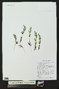 Gentianella amarella subsp. acuta image