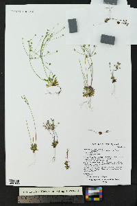 Androsace septentrionalis image