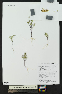 Phlox gracilis image