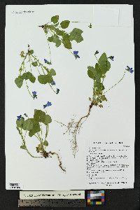Viola adunca image