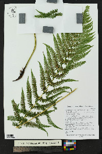 Athyrium asplenioides var. californicum image