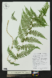 Athyrium asplenioides var. californicum image