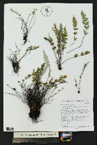 Myriopteris gracilis image