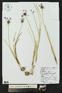 Allium geyeri var. tenerum image