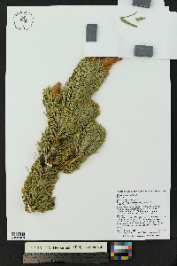 Pinus aristata image