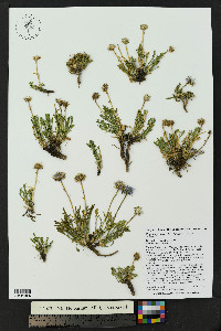 Erigeron pinnatisectus image
