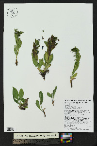 Mertensia ovata image