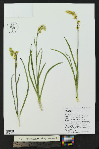 Anticlea elegans image
