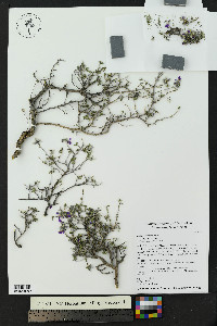 Dalea formosa image