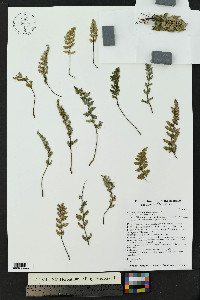 Myriopteris tomentosa image