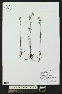 Erigeron lonchophyllus image