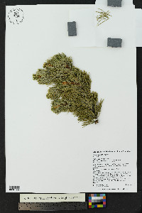 Pinus aristata image