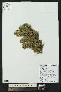 Pinus aristata image