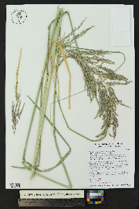 Sporobolus wrightii image