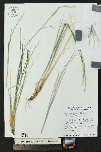 Tridentopsis mutica image
