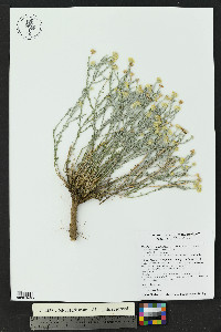 Xanthisma gracile image