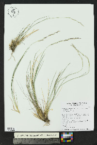 Tridentopsis mutica image