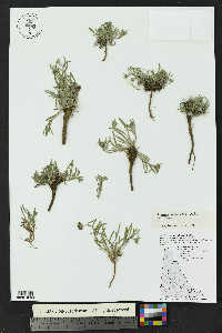 Erigeron caespitosus image