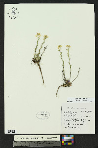 Draba streptocarpa image