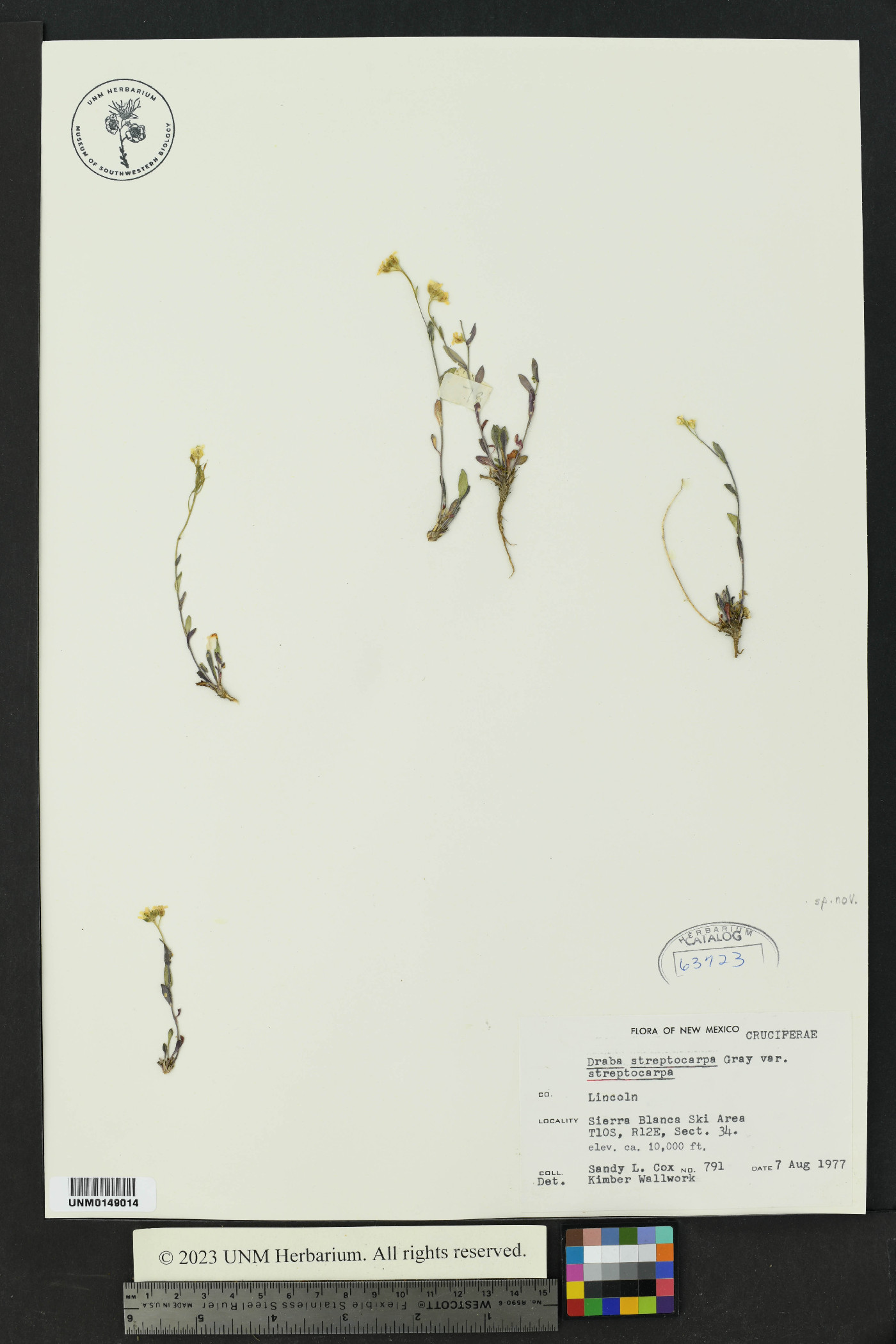 Draba streptocarpa streptocarpa image