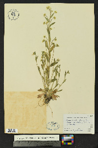 Draba aurea image