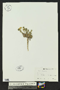 Draba aurea image