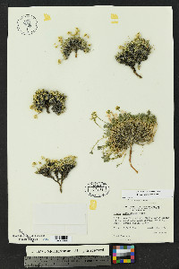 Draba oligosperma image