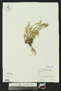 Draba henrici image
