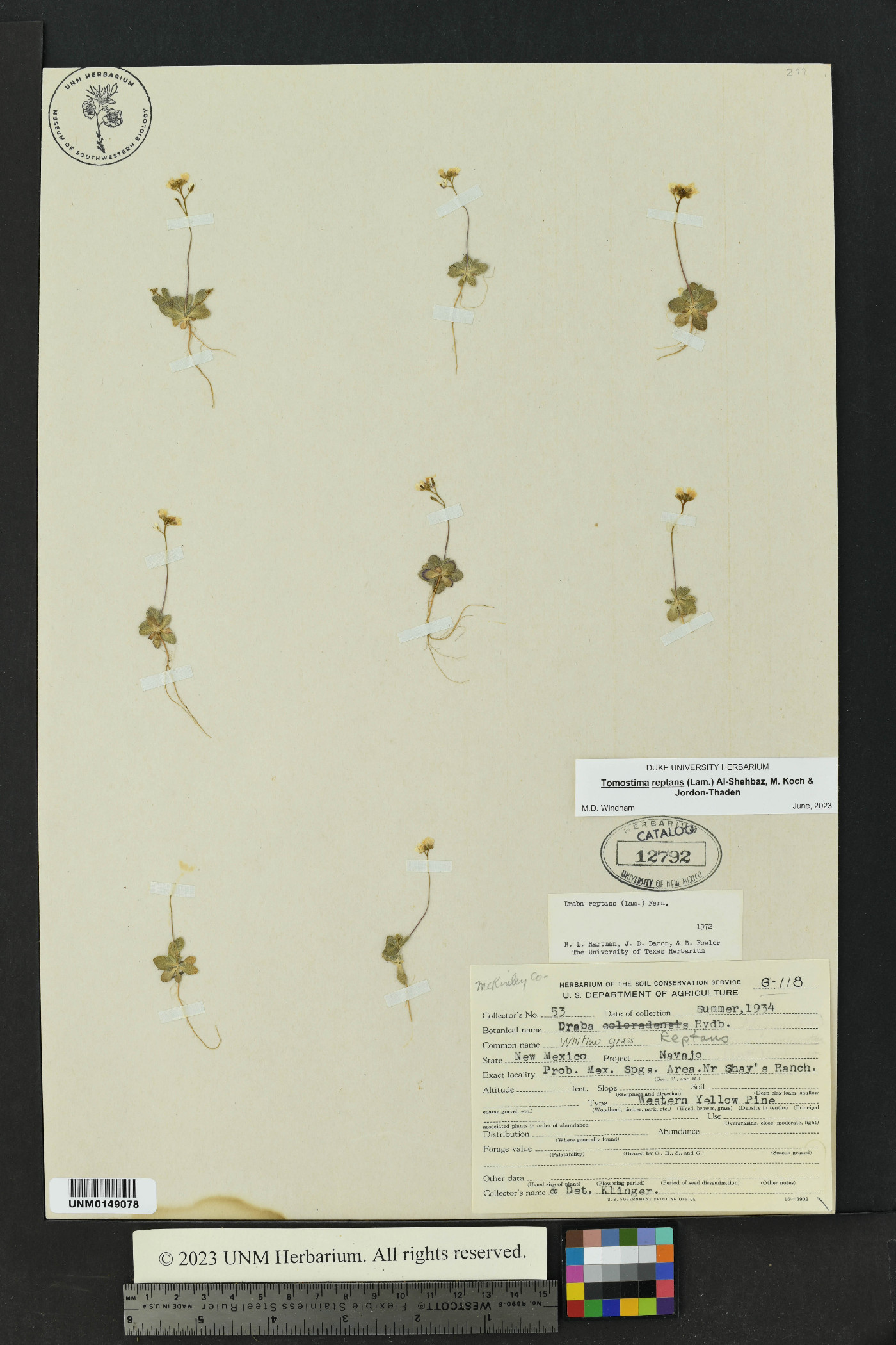 Tomostima reptans image