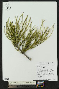Ephedra aspera image