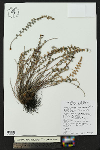 Astrolepis integerrima image