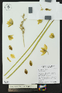 Yucca elata image