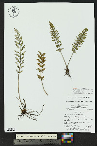 Myriopteris grusziae image