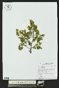 Larrea tridentata image