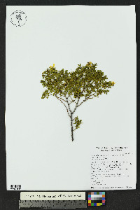 Larrea tridentata image