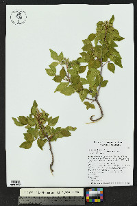 Rhus virens image