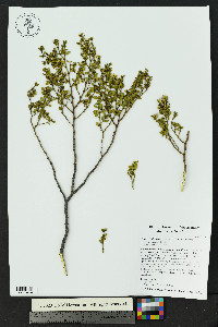 Larrea tridentata image