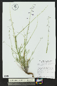 Cyphomeris gypsophiloides image