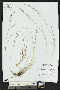 Bouteloua curtipendula var. curtipendula image